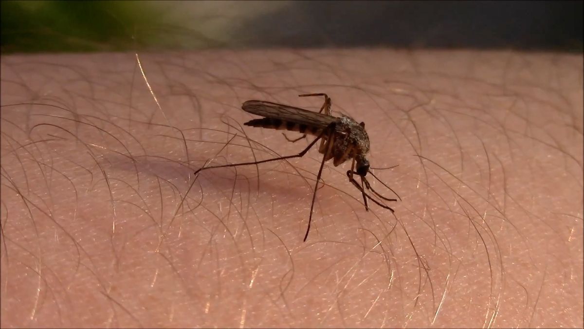 Komáři jsou mimořádně aktivní. Hrozí příchod nových druhů z jihu